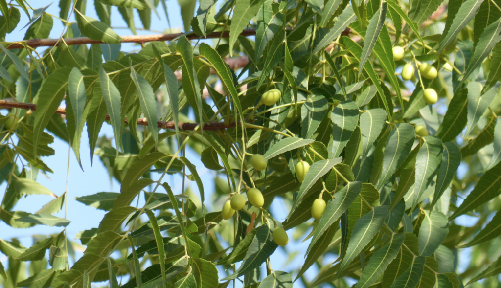 African Foods Boost Immunity Naturally. Neem Leaves